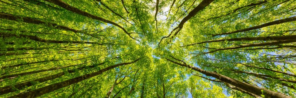 Entretien espaces verts à Beaupréau en Mauges